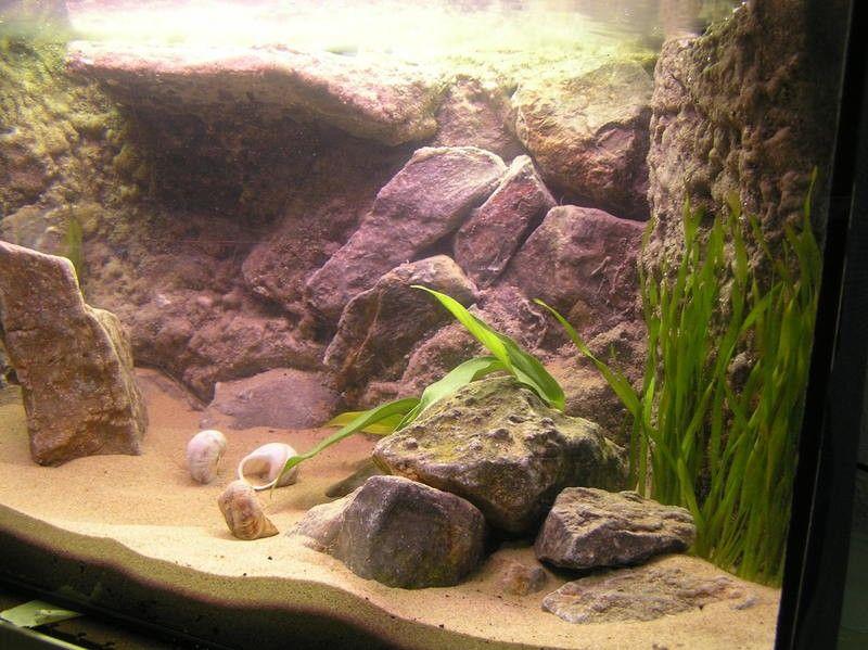 arena para acuarios, filtros para acuarios, filtrado biológico, acuario plantado