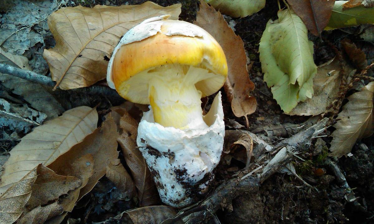Preciosa Amanita caesarea de Tintinf Fernando