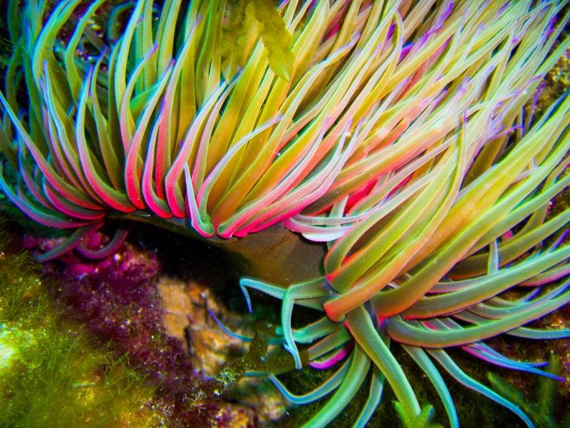 anemonia sulcata, ortiguillas del mar