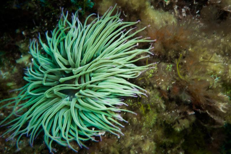 ortigas del mar, ortiguillas del mar