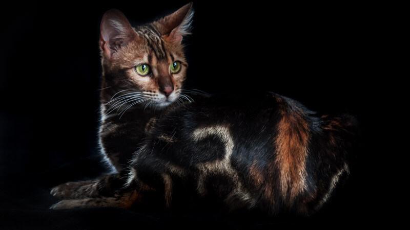 fire-02-Lepardland-Gato-bengali