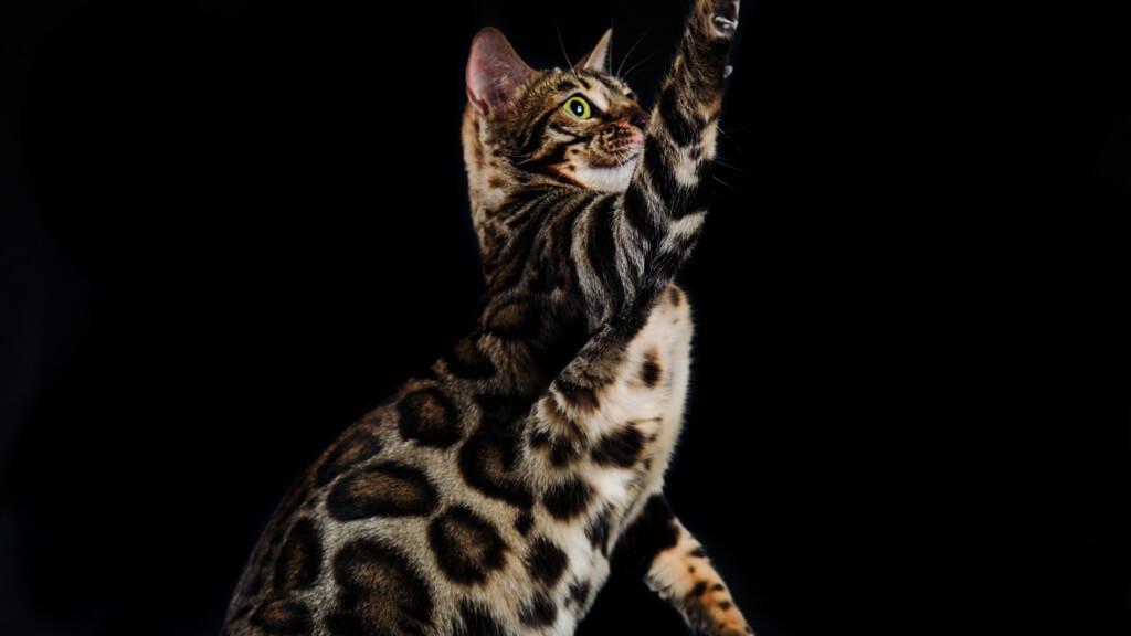 Craidero de Gato Bengalí
