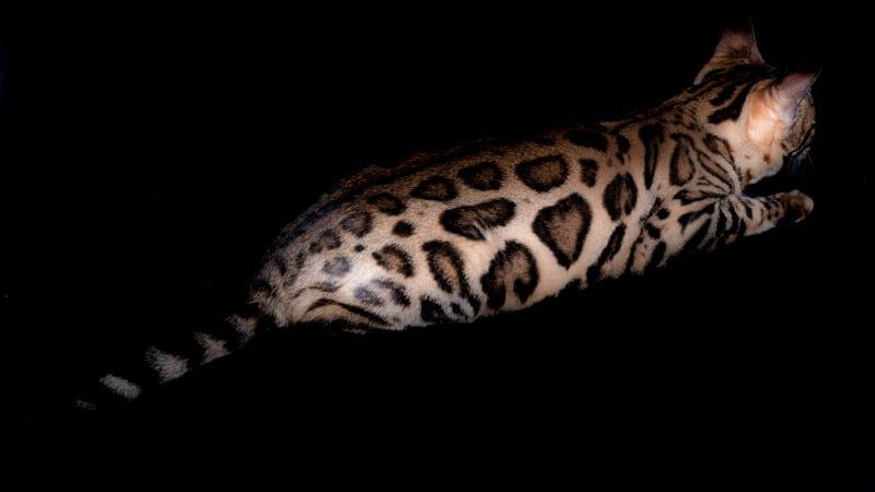 golden-ember-01-Lepardland-Gato-bengali