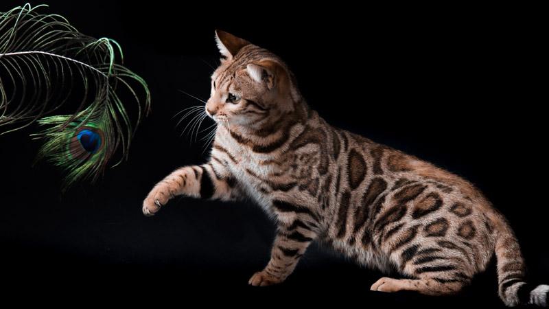 white-night-01 Lepardland Gato Bengali