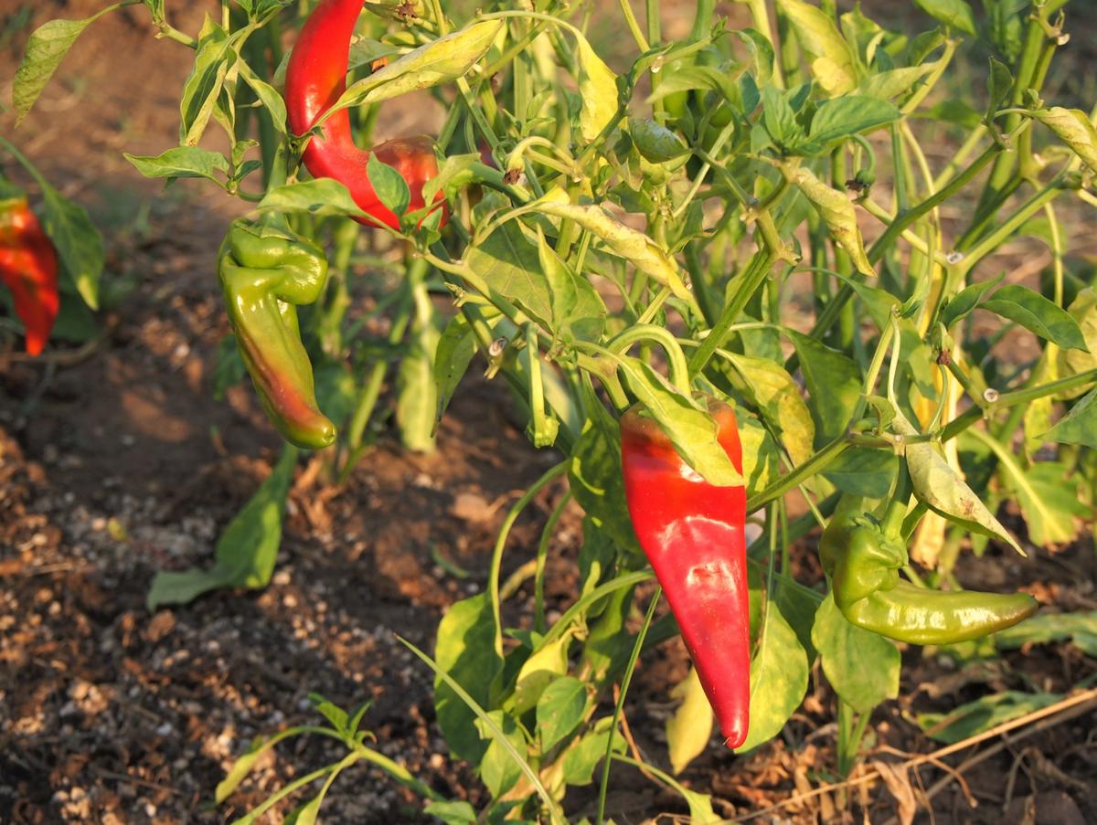 Pimientos rojos en la planta