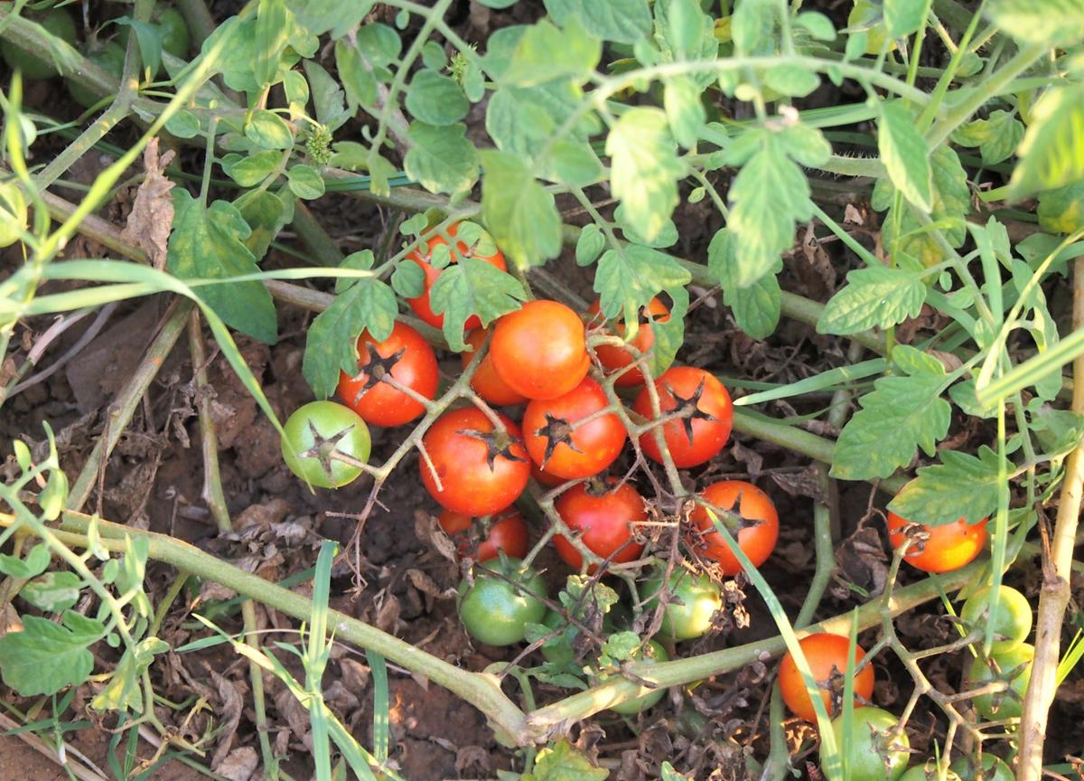 Tomates cherry en la planta