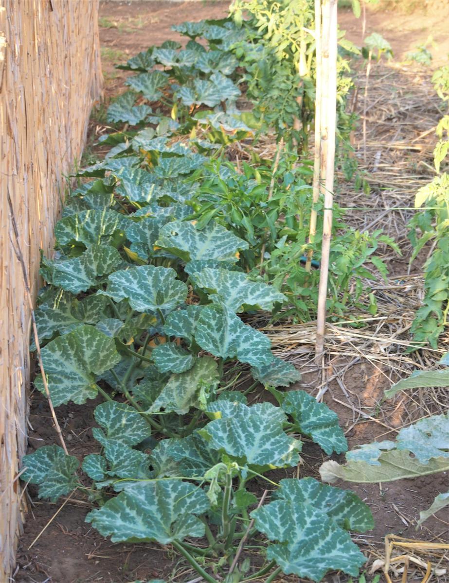 Planta de calabaza