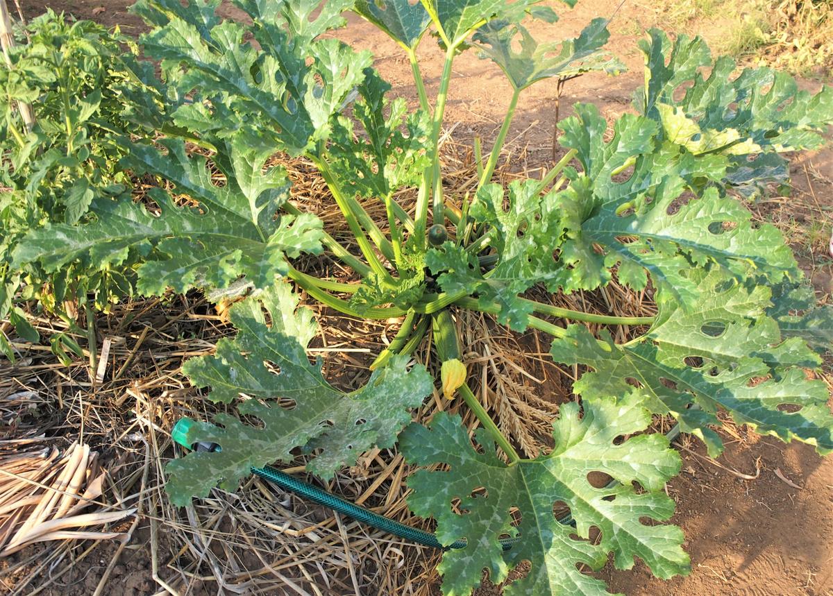 Planta de calabacín