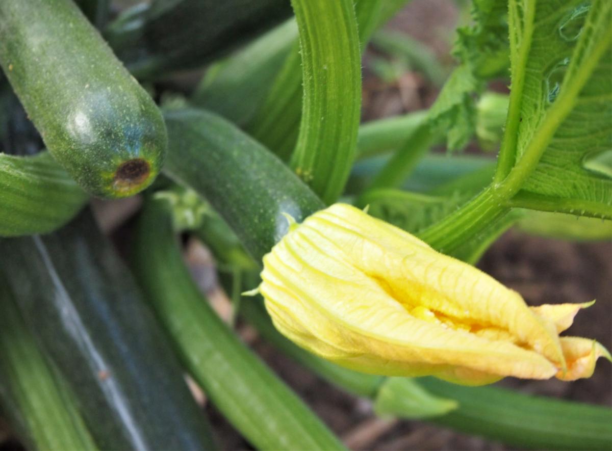 Flor de calabacin y fruto creciendo