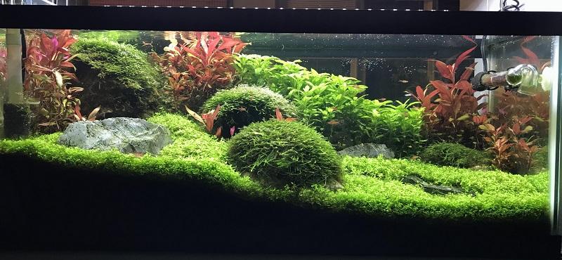 musgo de java, java moss