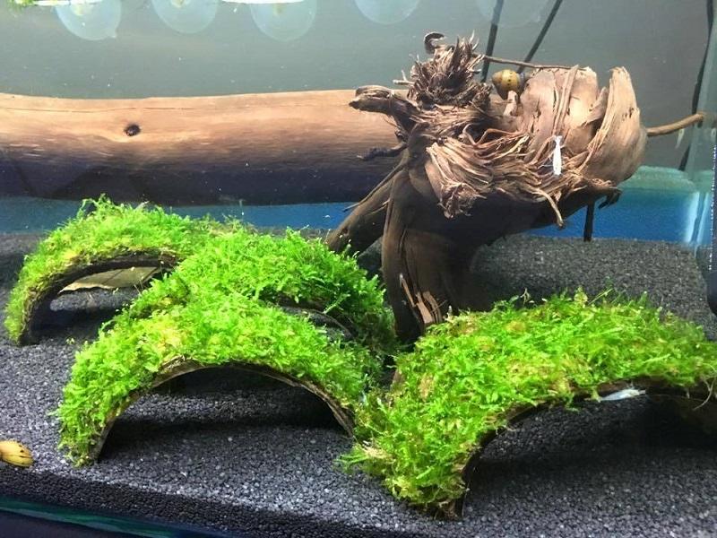 musgo de java, sobre cortezas de coco