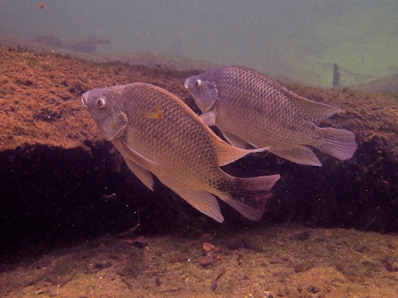tilapia azul