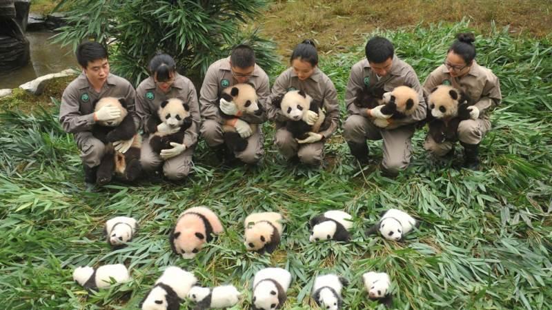 programa de cria en cautividad de osos panda