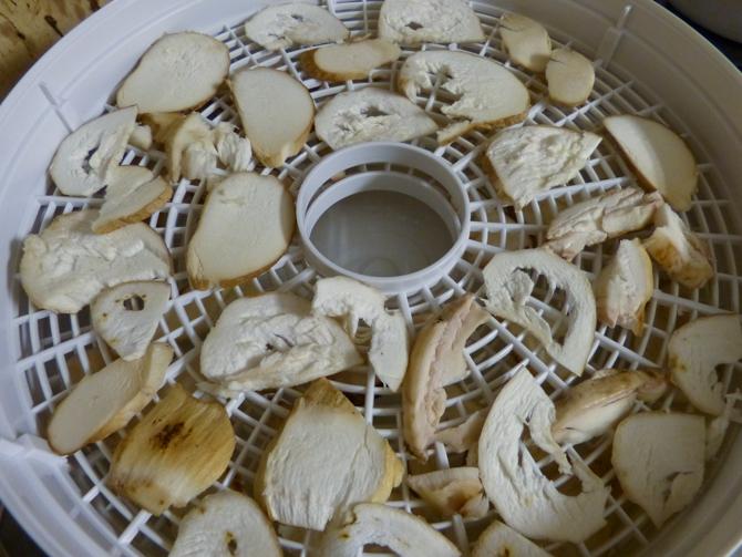 deshidratar boletus1