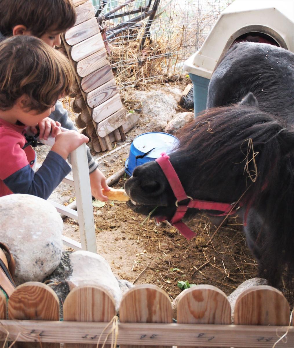 Nico y Eric dando de comer a un poni que estaba en un finca cerca del mirador de San Miguel Alto