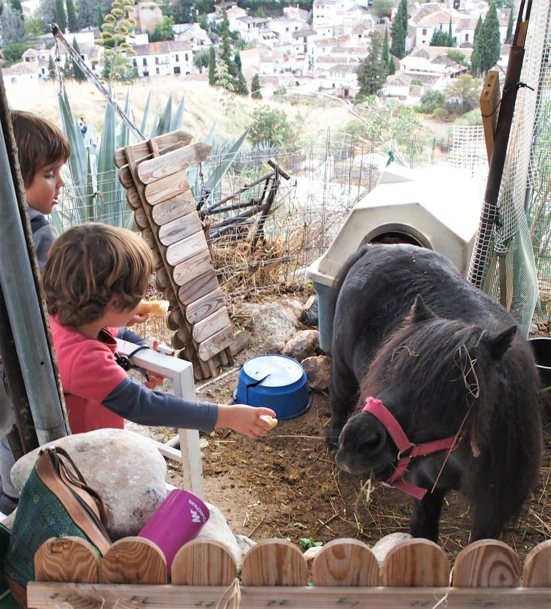 Nico y Eric dando de comer a un poni que estaba en un finca cerca del mirador de San Miguel Alto