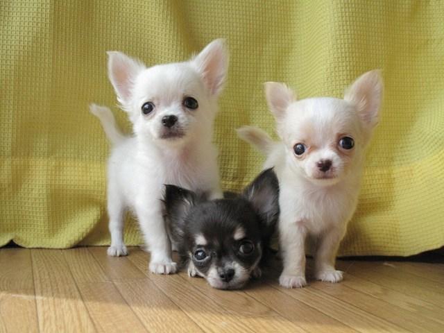 CHihuahuas diminutos