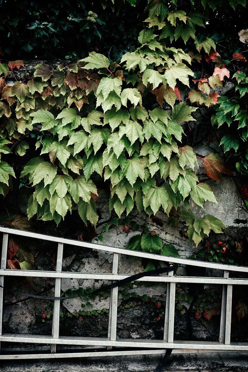 instalación-floral-gran-formato-hiedra-MariaAlgaraPhotography-desayuno