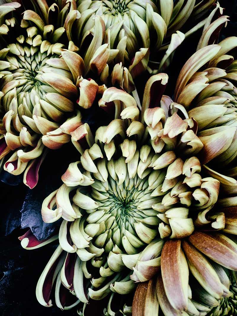 instalación-floral-gran-formato-detalle-MariaAlgaraPhotography-desayuno