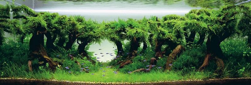 bosque de aquascaping