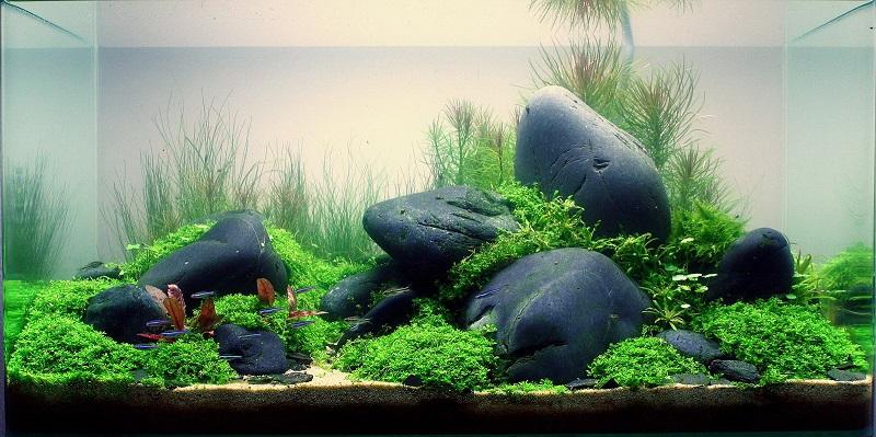 aquascaping con piedras