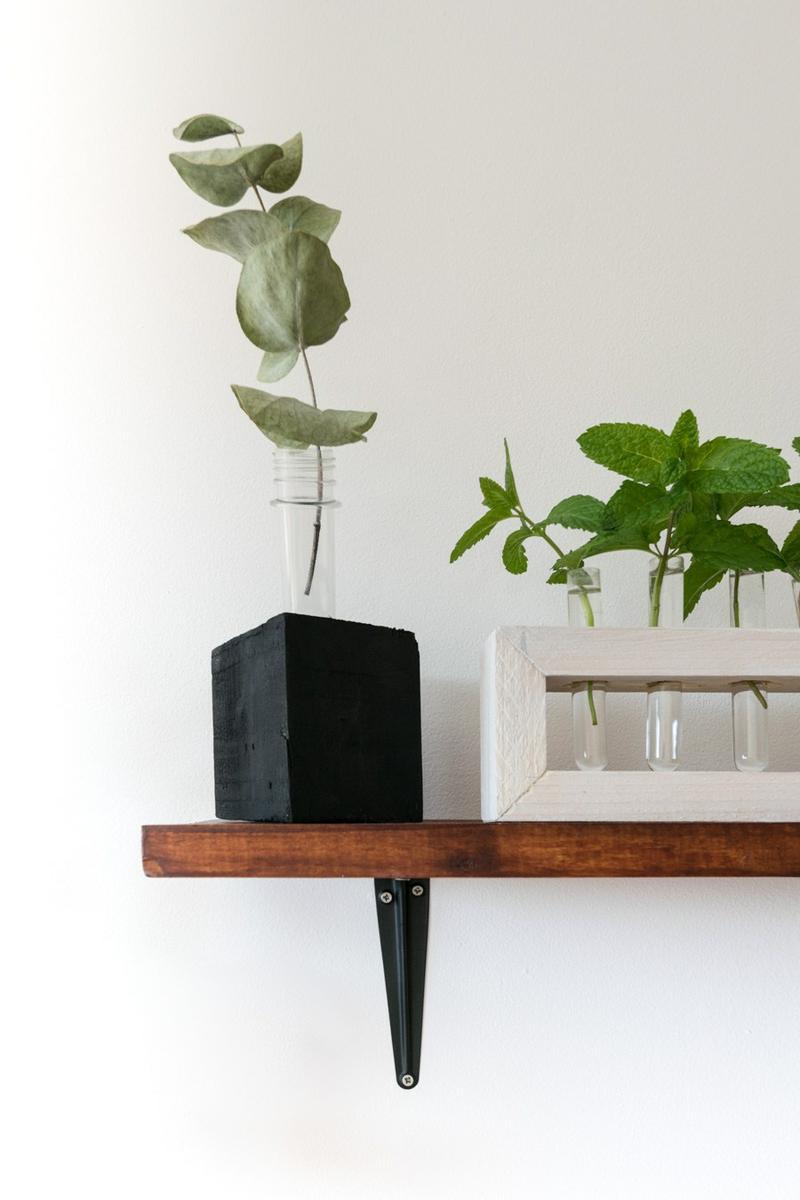 Eucalipto en tubo de ensayo