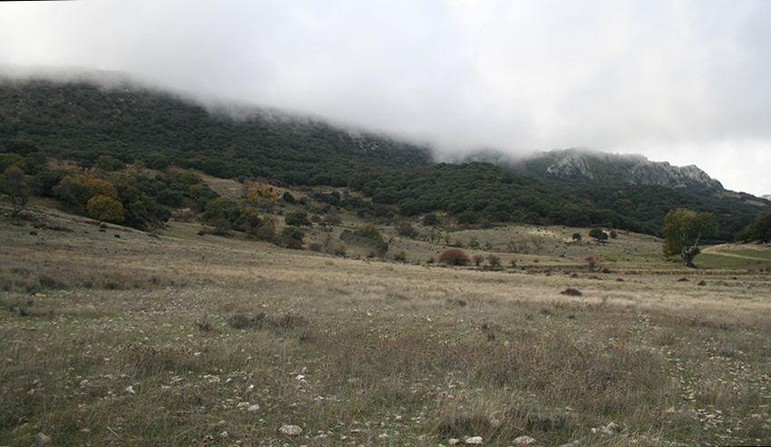 seta de cardo - pleorotus eryngii -setas comestibles - la casa de las setas