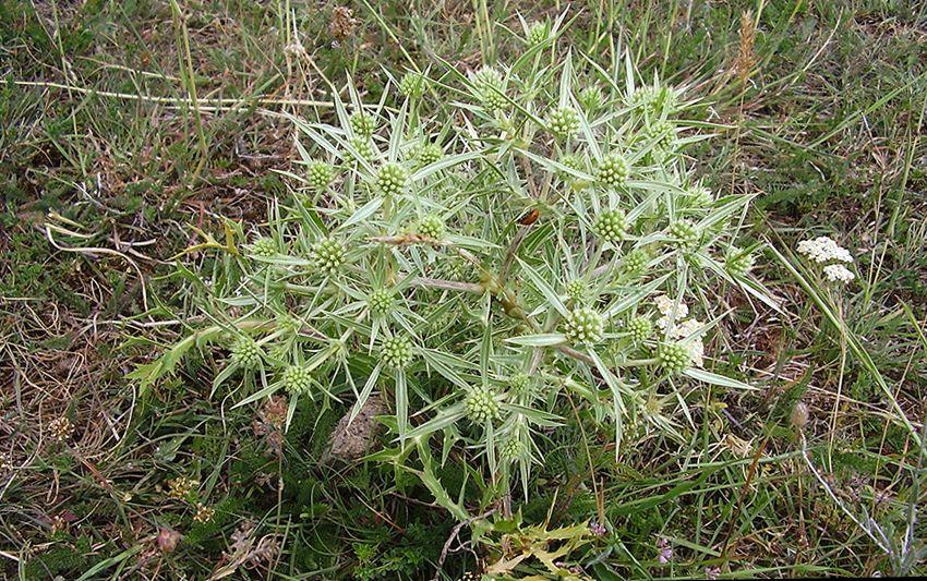 seta de cardo - pleorotus eryngii -setas comestibles - la casa de las setas