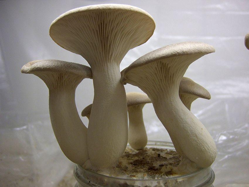 seta de cardo - pleorotus eryngii -setas comestibles - la casa de las setas