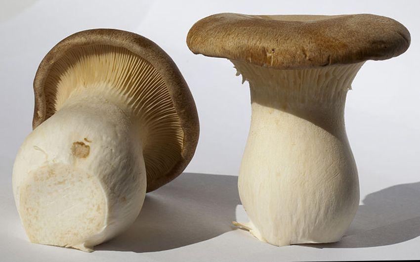 seta de cardo - pleorotus eryngii -setas comestibles - la casa de las setas