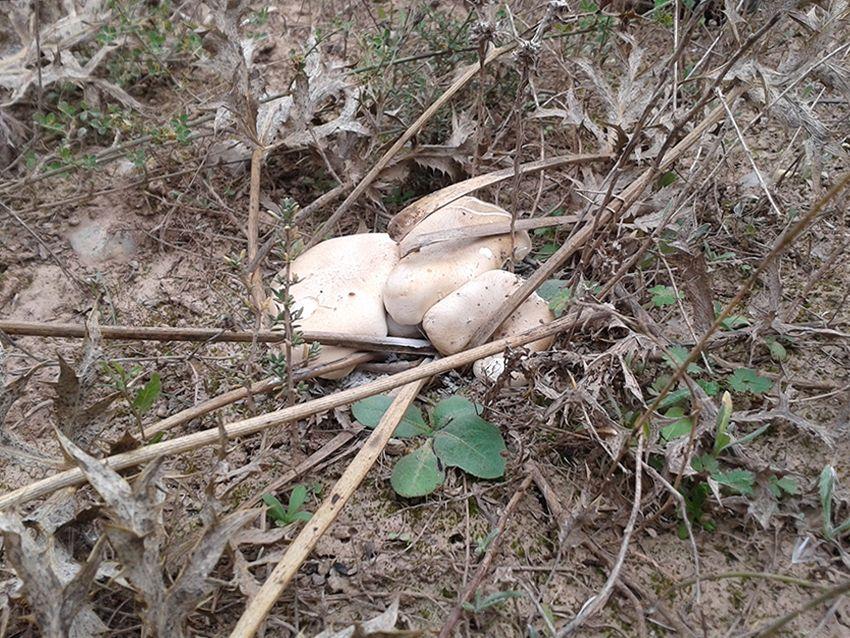 38 SETAS DE CARDO pleotorus eryngii LA CASA DE LAS SETAS