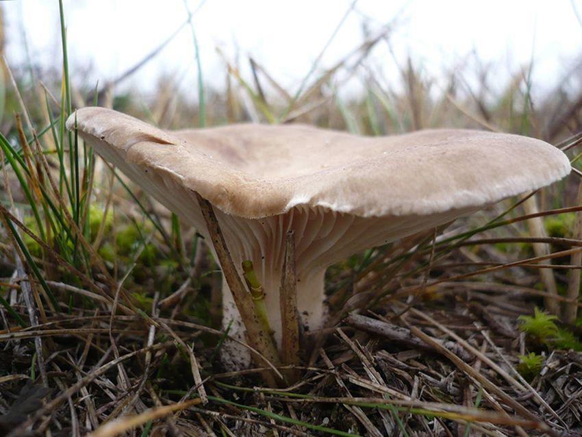 36 SETAS DE CARDO pleotorus eryngii LA CASA DE LAS SETAS