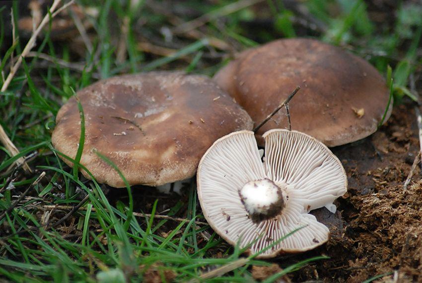30 SETAS DE CARDO pleotorus eryngii LA CASA DE LAS SETAS