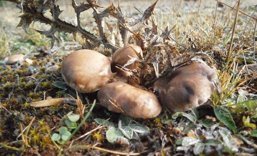 24 SETAS DE CARDO pleotorus eryngii LA CASA DE LAS SETAS