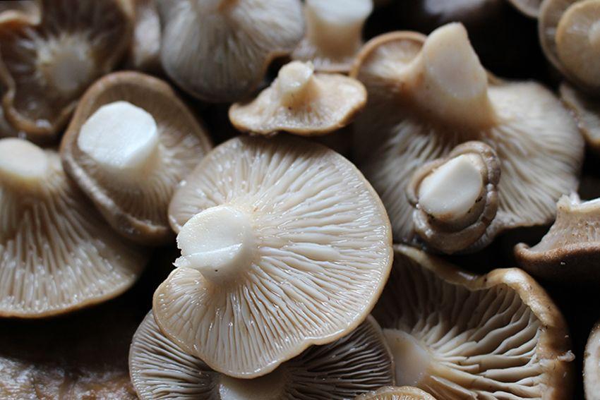 22 SETAS DE CARDO pleotorus eryngii LA CASA DE LAS SETAS