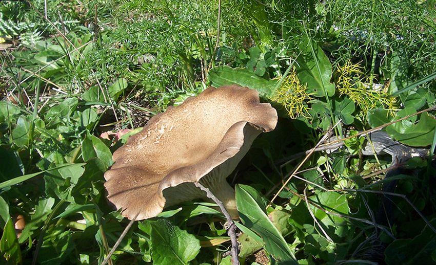 21 SETAS DE CARDO pleotorus eryngii ferullae LA CASA DE LAS SETAS