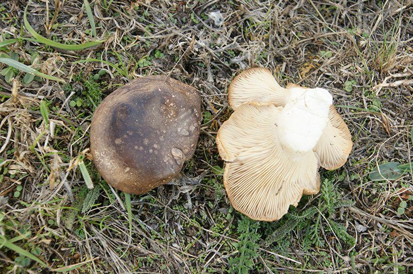 19 SETAS DE CARDO pleotorus eryngii LA CASA DE LAS SETAS