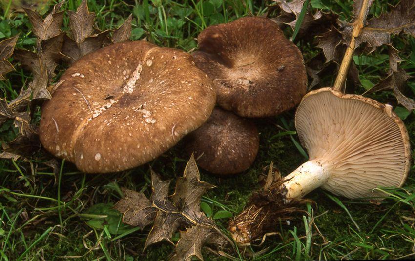 14 SETAS DE CARDO pleotorus eryngii LA CASA DE LAS SETAS