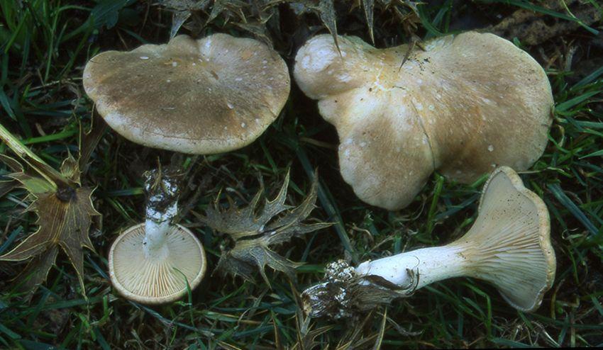 13 SETAS DE CARDO pleotorus eryngii LA CASA DE LAS SETAS