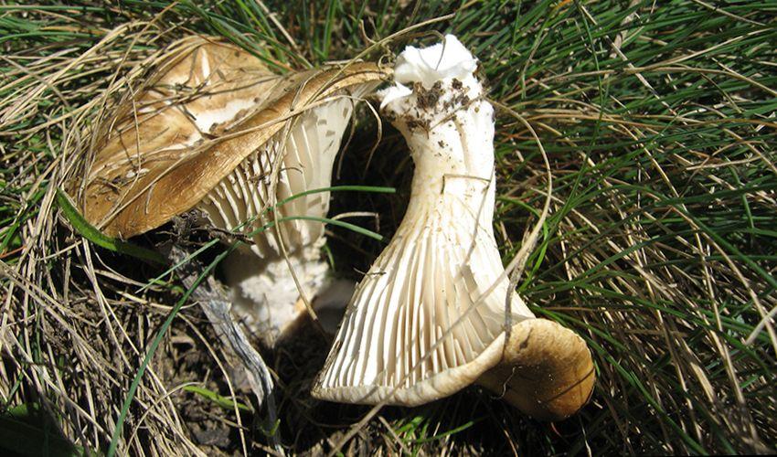 10 SETAS DE CARDO pleotorus eryngii LA CASA DE LAS SETAS