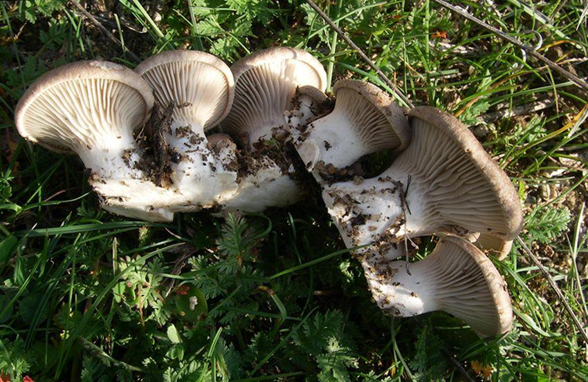 04 SETAS DE CARDO pleotorus eryngii LA CASA DE LAS SETAS