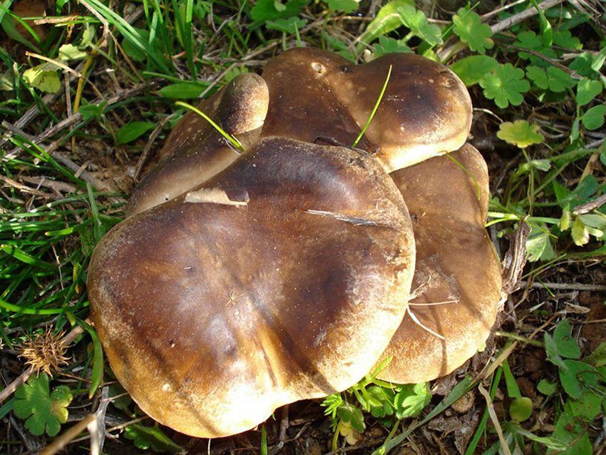 01 SETAS DE CARDO pleotorus eryngii LA CASA DE LAS SETAS