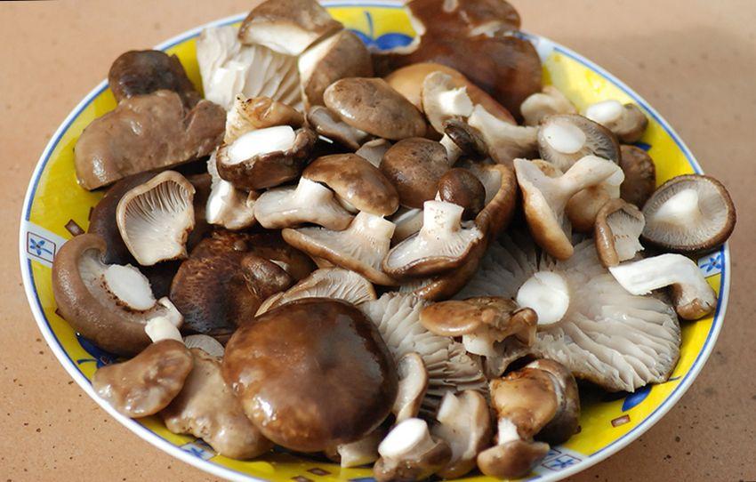 seta de cardo - pleorotus eryngii -setas comestibles - la casa de las setas