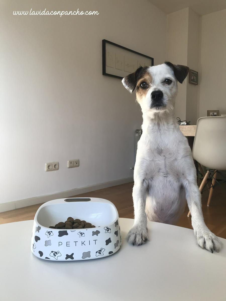 Pancho-comedero-inteligente