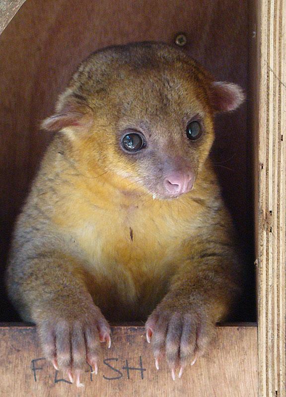 kinkajou, cusumbi Potos flavus