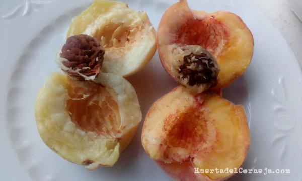 priscos verde y amarillo