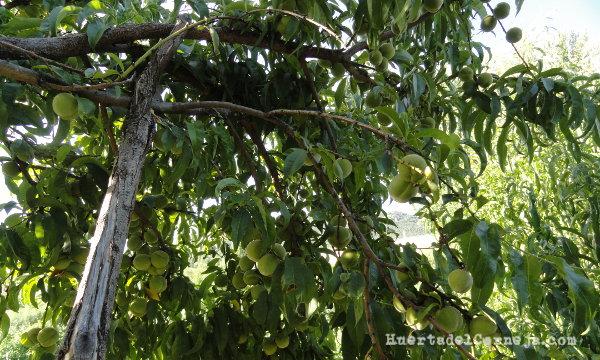 árbol con horquetas