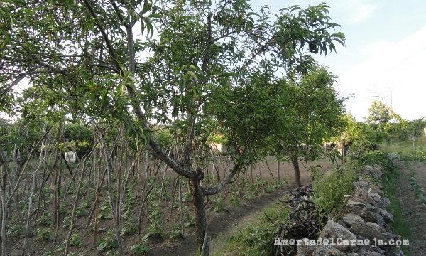 Priscal en la huerta