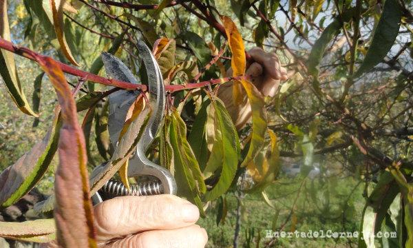 Poda en otoño