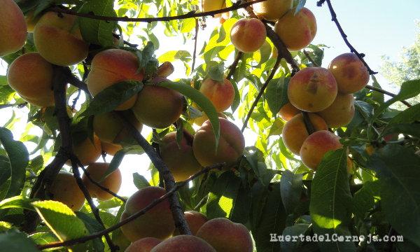 Priscos, una fruta medieval Plantas